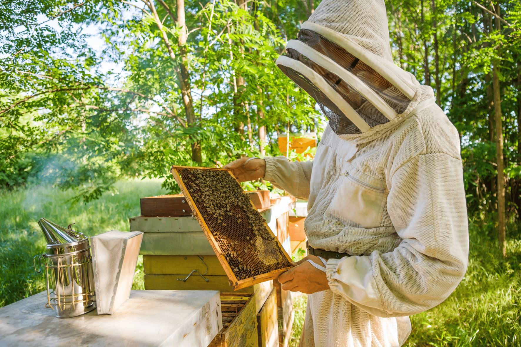 L'article de blog donne les conseils essentiels pour les passionnés d'abeilles qui veulent bien débuter en apiculture.