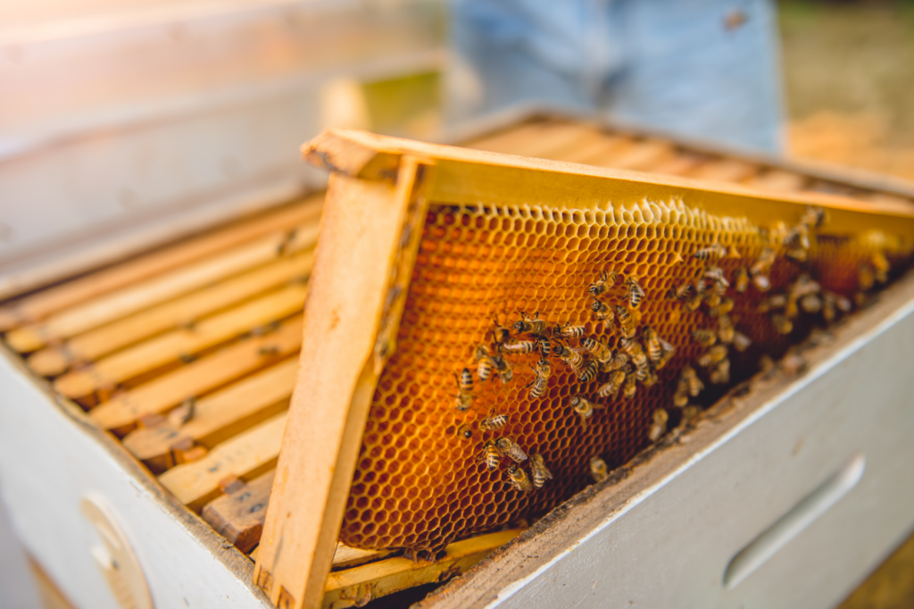 20/30/50/100 pièces outils pour l'apiculture ruche d'abeille évent nid porte Cage en acier inoxydable trou de ruche rond disque d'entrée ruche équipement