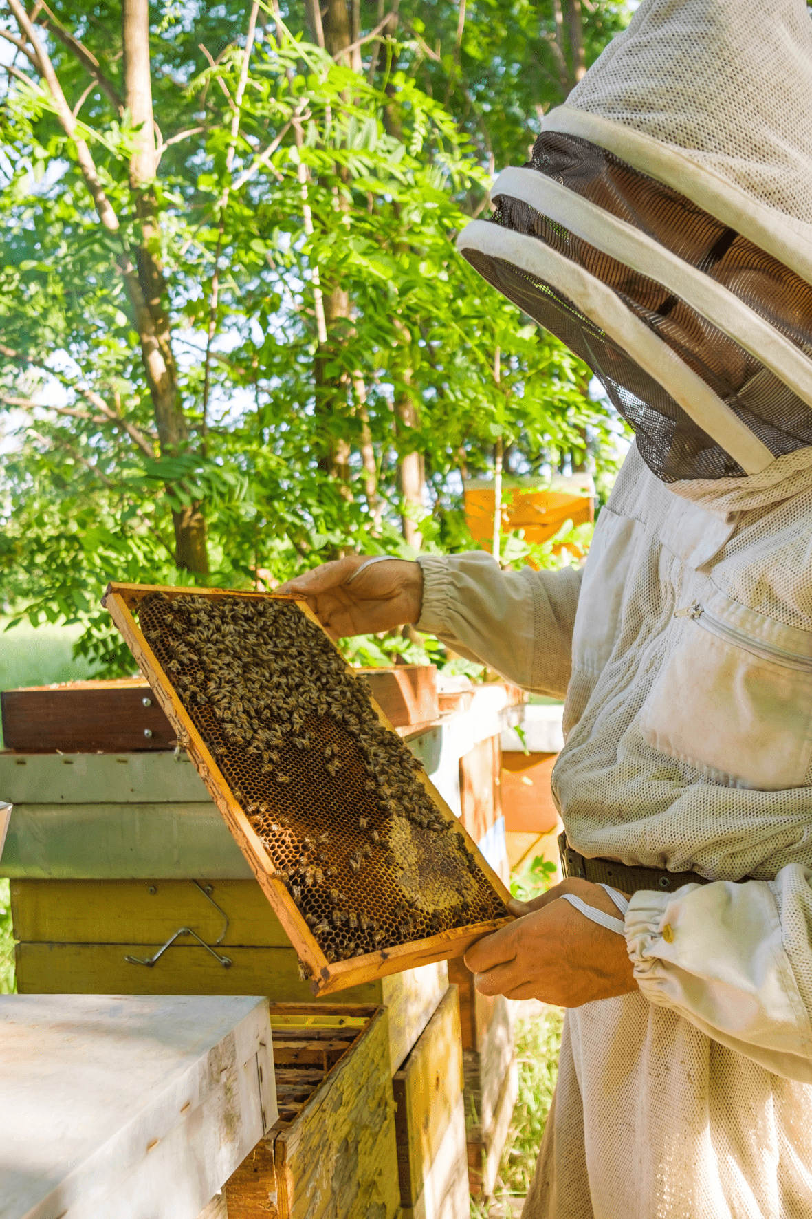 Article de blog - 7 conseils pour bien débuter en apiculture - écrit par le rucher de chausey 