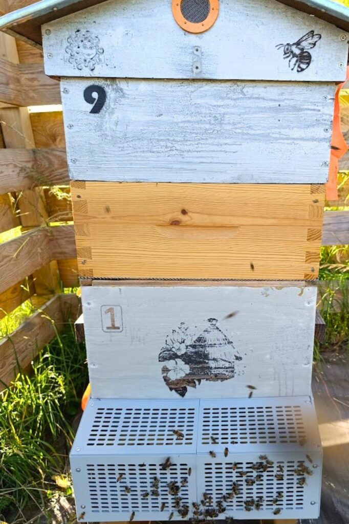 Muselière anti frelons asiatique pour ruche