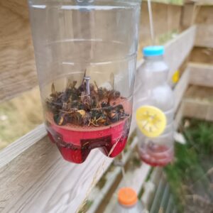 Piège à frelons sélectif