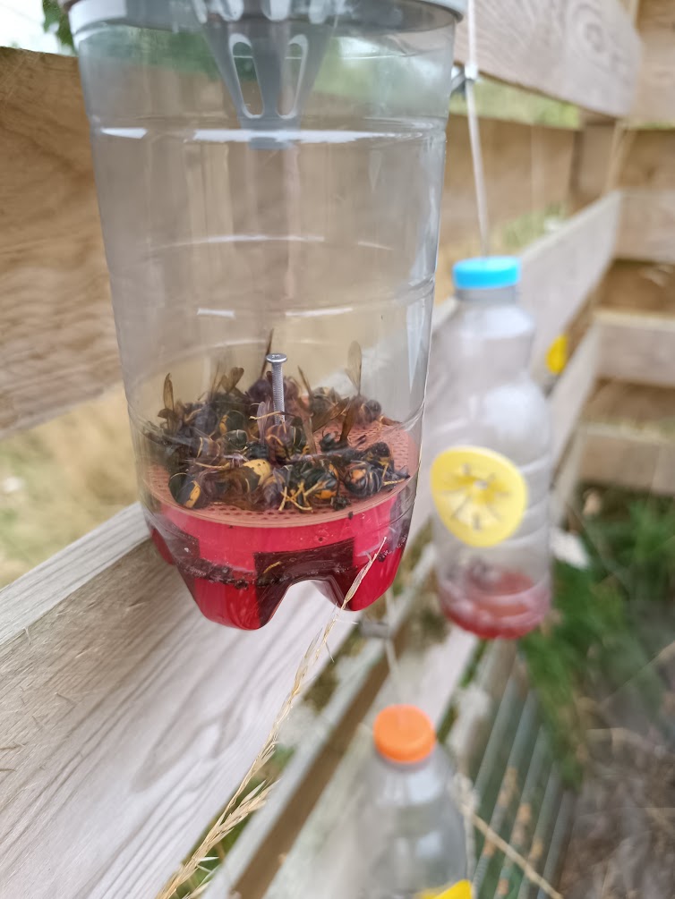 Piège à frelons sélectif